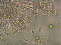Attēlu rezultāti vaicājumam “Ramalina fastigiata”