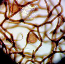 Attēlu rezultāti vaicājumam “Comatricha ellae macro”