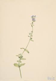 Attēlu rezultāti vaicājumam “Veronica serpyllifolia”