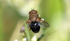 Attēlu rezultāti vaicājumam “Arctophila superbiens”