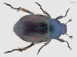 Attēlu rezultāti vaicājumam “Phyllopertha horticola”