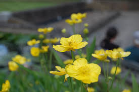 Attēlu rezultāti vaicājumam “Ranunculus lingua bud”