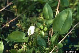 Attēlu rezultāti vaicājumam “Calla palustris”