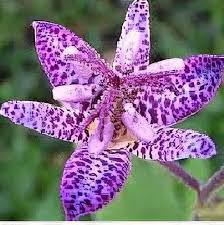 Image result for Tricyrtis `Black Beauty`