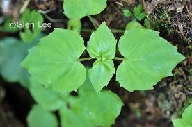 Attēlu rezultāti vaicājumam “Circaea alpina leaf”