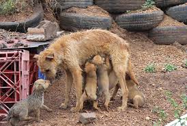 Afbeeldingsresultaat voor honden