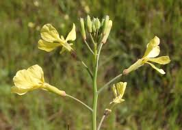 Attēlu rezultāti vaicājumam “Raphanus raphanistrum”