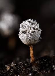 Attēlu rezultāti vaicājumam “Craterium leucocephalum macro”