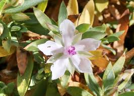 Attēlu rezultāti vaicājumam “Elatinaceae”