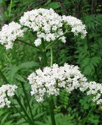 Attēlu rezultāti vaicājumam “Valeriana officinalis flower”