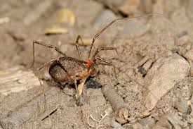 Attēlu rezultāti vaicājumam “Opiliones”