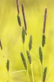 Attēlu rezultāti vaicājumam “Carex elata flower”