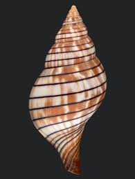 Image result for Cinctura hunteria