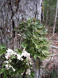 Attēlu rezultāti vaicājumam “Lobaria pulmonaria”