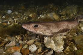 Image result for Chichester Sharks