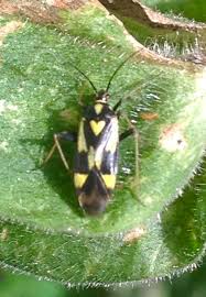 Attēlu rezultāti vaicājumam “Grypocoris sexguttatus”