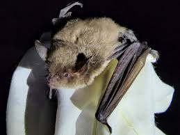 Attēlu rezultāti vaicājumam “Myotis dasycneme”