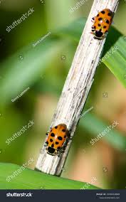 Attēlu rezultāti vaicājumam “Hippodamia tredecimpunctata”