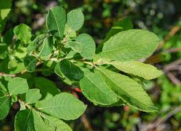 Attēlu rezultāti vaicājumam “Salix aurita”