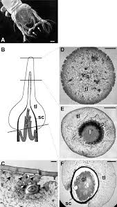 Attēlu rezultāti vaicājumam “Phronia sp. larva”