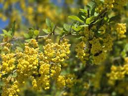 Attēlu rezultāti vaicājumam “Berberis vulgaris flower”