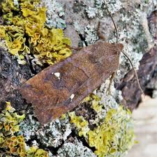 Attēlu rezultāti vaicājumam “Eupsilia transversa”