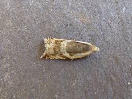 Attēlu rezultāti vaicājumam “Ancylis myrtillana”