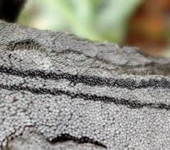 Attēlu rezultāti vaicājumam “Diderma subincarnatum plasmodium”