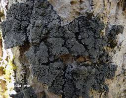 Attēlu rezultāti vaicājumam “Parmeliella triptophylla”