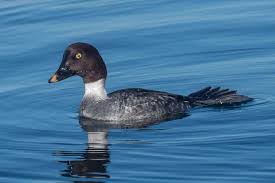 Attēlu rezultāti vaicājumam “Bucephala clangula juvenile”