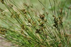 Attēlu rezultāti vaicājumam “Juncus nastanthus”