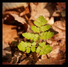 Attēlu rezultāti vaicājumam “Botrychium virginianum”