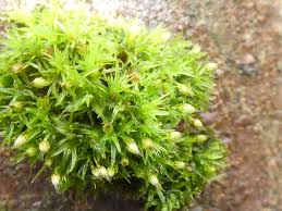 Attēlu rezultāti vaicājumam “Orthotrichum patens”