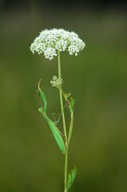 Attēlu rezultāti vaicājumam “Cnidium dubium”