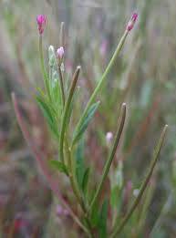 Attēlu rezultāti vaicājumam “Epilobium parviflorum”