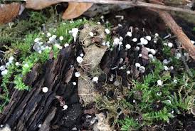 Attēlu rezultāti vaicājumam “Cudoniella acicularis”