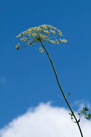 Attēlu rezultāti vaicājumam “Laserpitium latifolium flower”