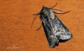 Attēlu rezultāti vaicājumam “Abrostola tripartita”