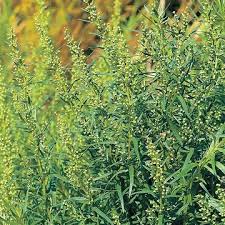 Image result for Artemisia dracunculus