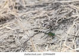 Attēlu rezultāti vaicājumam “Gomphus flavipes”