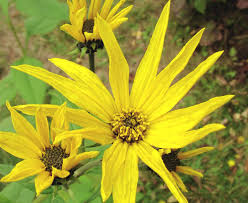 Attēlu rezultāti vaicājumam “Helianthus tuberosus flower”