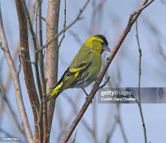 Attēlu rezultāti vaicājumam “Carduelis spinus male”