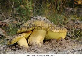 Attēlu rezultāti vaicājumam “Trichia flavicoma”