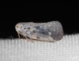 Attēlu rezultāti vaicājumam “Planaphrodes sp.”