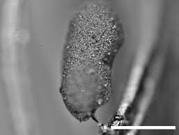 Attēlu rezultāti vaicājumam “Symphytocarpus flaccidus stalked”