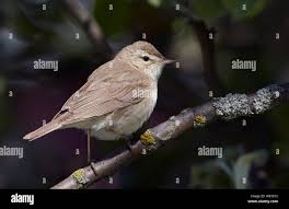 Image result for Hippolais caligata