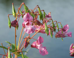 Image result for Impatiens glandulifera