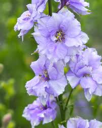 Image result for Delphinium consolida