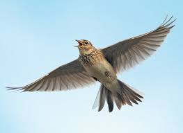 Image result for Alauda arvensis