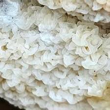 Attēlu rezultāti vaicājumam “Leucogyrophana sororia”